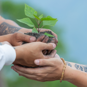 hands-trees-growing-seedlings300